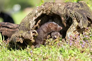Mink: AMERICAN MINK