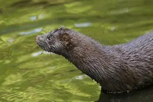 Mink: American Mink - adult - Germany