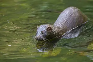 Mink: American Mink - adult - Germany