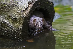 Mink: American Mink - adult - Germany