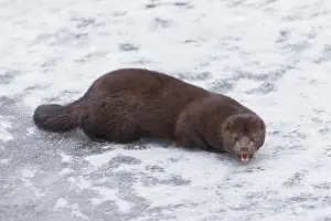 Mink: American Mink - adult on ice - Germany