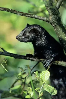 Mink: American Mink - climbing around in tree