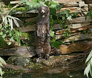 Vison: American Mink - on hind legs