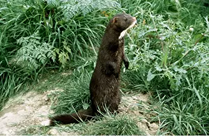 Alien: AMERICAN MINK - on hind legs