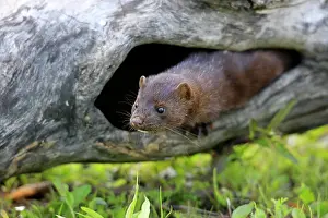 Lair: American Mink (Mustela vison), adult, at den in