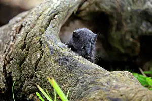 Mink: American Mink (Mustela vison), young animal in hollow