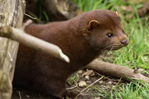 Mink: American mink (Neovison vison)