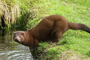 Mink: American mink (Neovison vison)