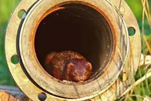 Pipe: American Mink (Neovison vison) (Syn.: Mustela vison)