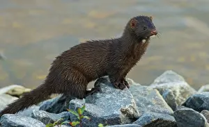 Mink: American mink pauses for a moment while foraging along a