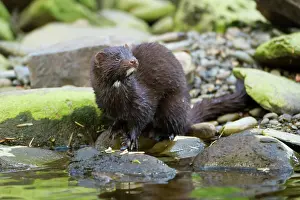 Jake Stephen: American Mink standing on rock next to river