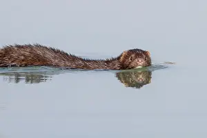 Mink: American Mink swimming
