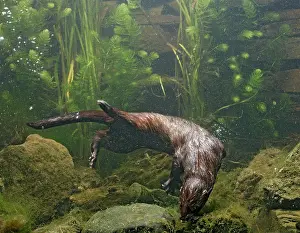Vison: American Mink - swimming underwater side view