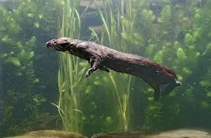 Vison: American Mink - swimming underwater side view