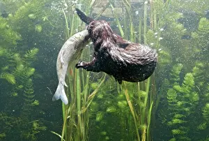 Vison: American Mink - swimming underwater side view