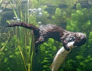 Mink: American Mink - swimming underwater side view