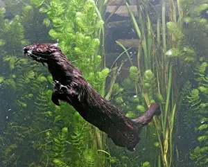 Mink: American Mink - swimming underwater side view