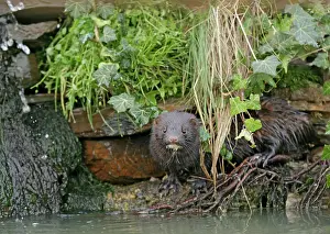 Vison: American Mink - in undergrowth by waterfall - alien specie