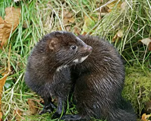Mink: American Mink - side view, autumn
