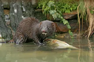 Vison: American Mink - front view eating perch by waterfall
