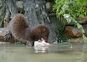 Vison: American Mink - front view eating perch by waterfall