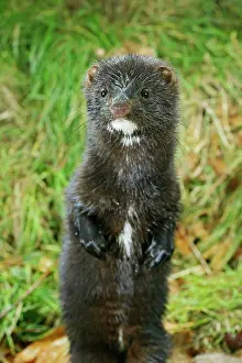 Mink: American Mink - front view, standing upright, autumn