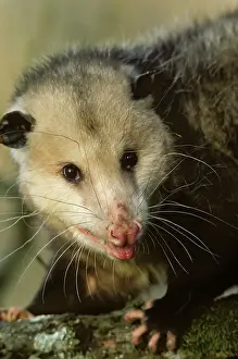 Opossum: American Opossum