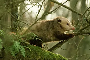 Opossum: American Opossum - in forest