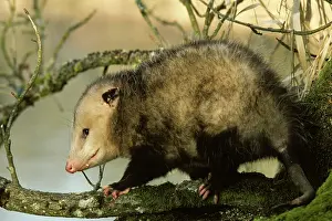 Opossum: American Opossum - on tree branch