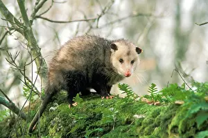 Opossum: American Opossum - on tree branch