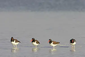 Palliatus: American Oystercatcher