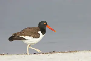 Palliatus: American Oystercatcher