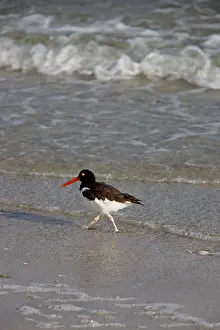 Palliatus: American Oystercatcher