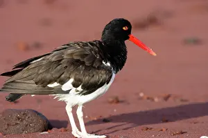 Palliatus: American Oystercatcher