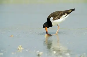 Palliatus: American Oystercatcher