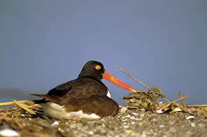 Oystercatchers: American Oystercatcher