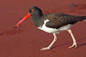 Palliatus: American Oystercatcher