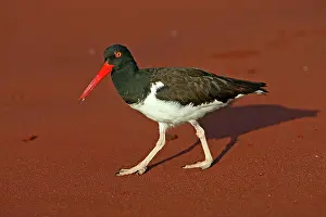 Palliatus: American Oystercatcher