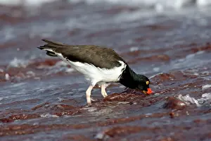 Palliatus: American Oystercatcher