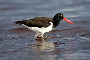 Palliatus: American Oystercatcher