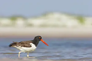 Palliatus: American Oystercatcher