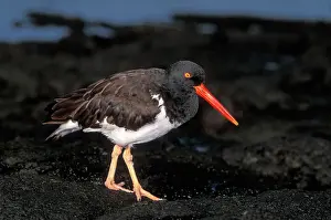 Haematopodidae: American Oystercatcher