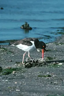 Palliatus: American Oystercatcher