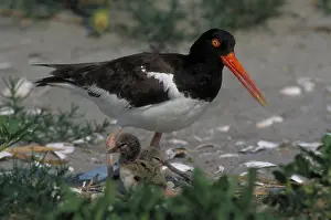 Oystercatchers: American Oystercatcher
