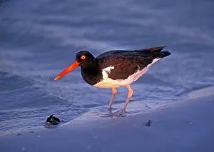 Palliatus: American Oystercatcher