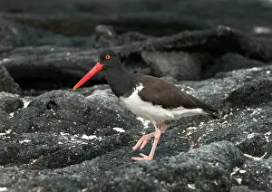 Oystercatchers: American Oystercatcher