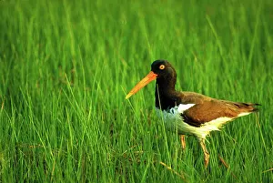 Oystercatchers: American oystercatcher