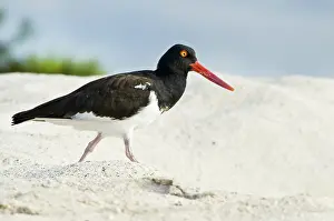 Haematopodidae: American oystercatcher