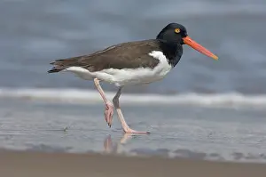 Haematopodidae: American Oystercatcher on beach