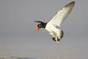 Palliatus: American Oystercatcher calling as it comes in to land